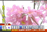 美麗錯誤　粉紅楓鈴木遊客誤為櫻花