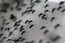A British company's plan to unleash hordes of genetically modified mosquitoes in Florida to reduce the threat of dengue fever and other diseases has sparked an outcry from fearful residents