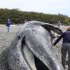 This photo provided by Cascadia Research, biologists and volunteers examine a dead gray whale on April 23, 2012 at Camano Island, Wash.  The initial exam found no trauma or obvious cause of death. The whale had swallowed some debris, including a golf ball, but it wasnít enough to kill the 37-foot male. The garbage was minimal and not the cause of death, which remains under investigation with tissue tests, said spokesman Brian Gorman. It's common for whales to pick up debris near urban areas because they are filter feeders. There were no signs of trauma or entanglement on the whale, he said. (AP Photo/Cascadia Research)