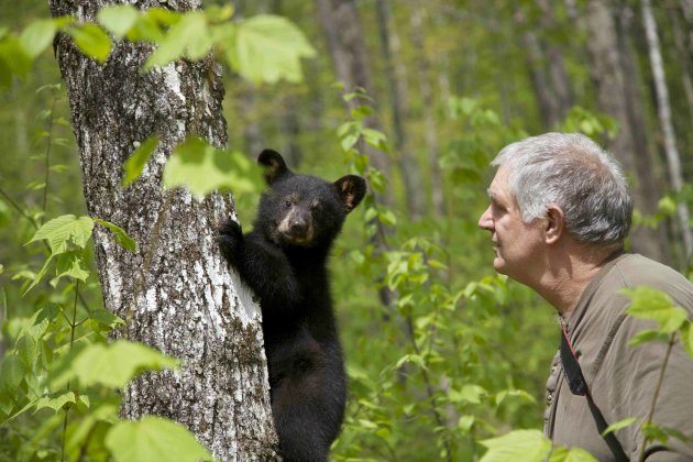 In this photo provided by Ben Kilham, Kilham is seen inside his 8-acre forested enclosure with a bear cub, May 12, 2012 in Lyme, N.H. Ben Kilham is the state's only licensed bear rehabilitator. Typically he cares for three to five black bear cubs each winter. But when a bad year for feeding followed a good one for breeding, he ended up with 27 orphaned bears to to take care of for the winter. (AP Photo)