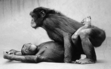 10 hechos fascinantes sobre el sexo Bonobo4