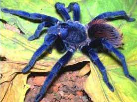 Blue
 tarantula
