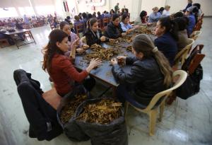 Factory workers, mainly women, produce up to 500 cigars&nbsp;&hellip;
