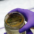In this Aug. 5, 2011, photo, Emmanuel Hignutt with the Alaska Department of Environmental Conservation health lab shows samples of orange goo in Anchorage, Alaska. The samples were collected Aug. 3, 2011, in Kivalina, Alaska, after the mysterious goo came in from the Wulik River into the village's harbor.  (AP Photo/Mark Thiessen)
