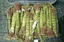 Why the Herbal Stimulant 'Khat' Was Banned