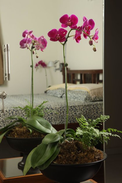 orchids-12-34-270