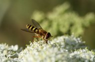 article_insecte-pollinistaeur