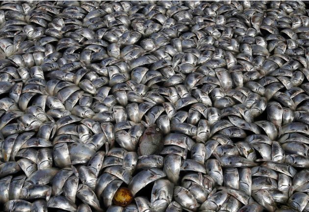 Dead fish are seen at Rodrigo de Freitas lagoon in Rio de Janeiro