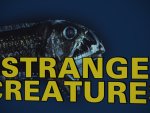 Strange Creatures: There are all kind of strange creatures on our planet.