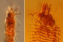 230-Million-Year-Old Mite Found in Amber