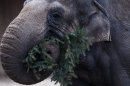 Photos: Zoo elephants feast on discarded Christmas trees