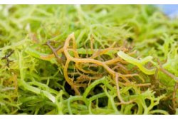 Rumput Laut Pengganti Garam Hindarkan Hipertensi
