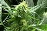Washington could become pot source for residents of nearby states ...