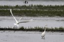 Great Egrets look for fish in Saylorville Lake, Monday, April 30, 2012, near Polk City, Iowa. Prosecutors hope to use a rarely enforced federal law to punish two Iowa pilots whose low flying disturbed thousands of resting migratory birds at the lake last fall. (AP Photo/Charlie Neibergall)