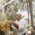 In this photo taken on Tuesday, Aug. 23, 2011 A farmer takes care of palm trees in Basra, 340 miles (550 kilometers) southeast of Baghdad, Iraq. After years of bitter wars, sanctions and drought, farmer, the government started some steps. (AP Photo / Nabil al-Jurani)