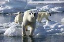 In this undated image released by Discovery Channel/BBC, polar bears walk on ice floes during the filming of 