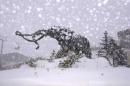 Handout photo of a statue of a wolly mammoth can be seen as snow falls on Mammoth Mountain in California