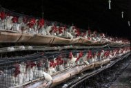 Unos pollos de una granja en cuarentena a raíz del brote de gripe aviaria en Tepatitlán, en el estado mexicano de Jalisco, el 4 de julio. México ha debido sacrificar 2,5 millones de aves desde que hace tres semanas detectó un brote de gripe aviar en el estado de Jalisco, en el oeste del país, informó el martes el ministerio de Agricultura y Ganadería. (AFP | Héctor Guerrero)