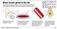Illustration shows process of growing blood vessels in a lab.
