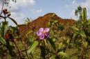 A flower blooms in a durian orchard in an area exploited by bauxite mining companies in Kuantan