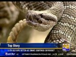 5-year-old bitten by rattlesnake