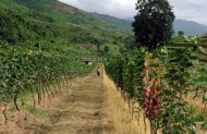 A worker walks through a vineyard at the Red Mountain estate near Inle Lake in Myanmar's Shan State on August 6, 2012. Shan State's clouded hills give the vineyard an elevation of around 1,100 metres above sea level, meaning the vines enjoy cooler temperatures than in other tropical areas