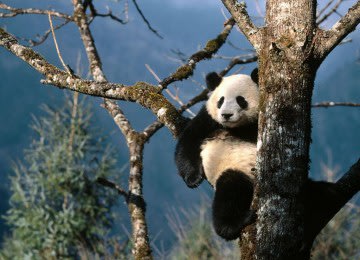 Panda Tertua di Dunia Mati