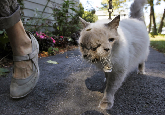 In this Wednesday, Sept. 28, 2011 photo, a cat with two faces, named Frank and Louie, is walked by the cat's owner for  the purpose of being photographed at their home in Worcester, Mass. The animal i