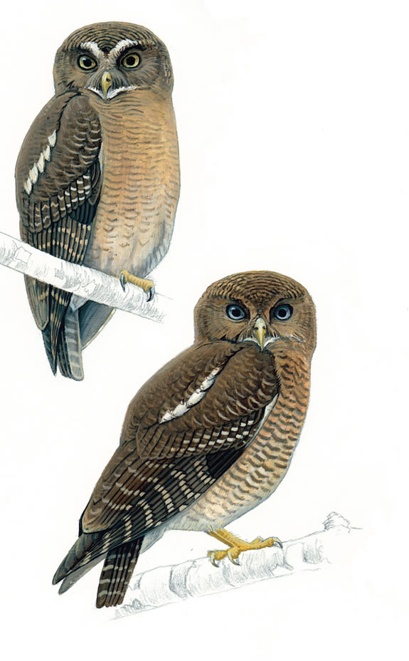 Who? Who? Two New Owl Species Discovered