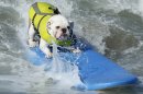Photos: Daring dogs hang ten at Calif. surf competition