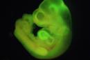 This undated image made available by the journal Nature shows a mouse embryo formed with specially-treated cells from a newborn mouse that had been transformed into stem cells. Researchers in Boston and Japan say they created stem cells from various tissues of newborn mice. If the same technique works for humans, it may provide a new way to grow tissue for treating illnesses like diabetes and Parkinson's disease. The report was published online on Wednesday, Jan. 29, 2014 in the journal Nature. (AP Photo/RIKEN Center for Developmental Biology, Haruko Obokata)