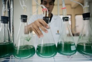 A spirulina laboratory is pictured in Bangkok on June …