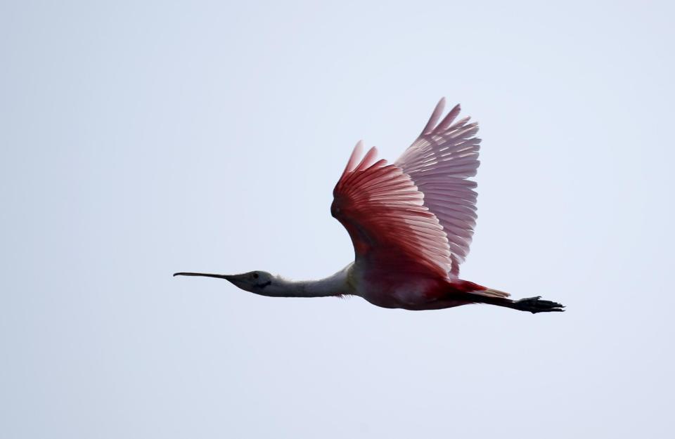 In this Friday, June 19, 2015 photo, a roseate spoonbill flies near Snake Key, short distance from Seahorse Key, off Florida’s Gulf Coast. In May...