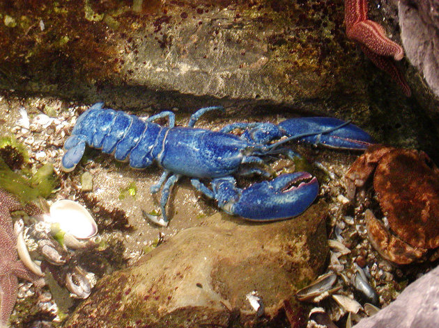 Un'aragosta blu pescata nel 2005
