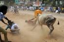 In the Indian bull-wrestling festival Jallikattu, young men struggle to grab the bulls by their sharpened horns or jump on their backs as the beasts, festooned with marigolds, charge down the road