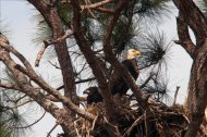 Imagen de archivo de un águila calva y su polluelo en el nido en un árbol del Centro Espacial Kennedy, en Cabo Cañaveral (FL, EEUU). Los usuarios de internet pueden ver el nido y las aves mediante la plataforma UStream. EFE/Archivo