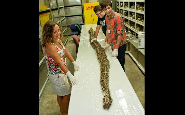 Researchers prepare to examine the insides of a 17-foot-7-inch Burmese python found in Florida's Everglades. The lengthy python, weighing some 164 pounds, was carrying 87 eggs in its oviducts, they found. Photo from Aug. 10, 2012. (Photo By Kristen Grace/University of Florida/Florida Museum of Natural)