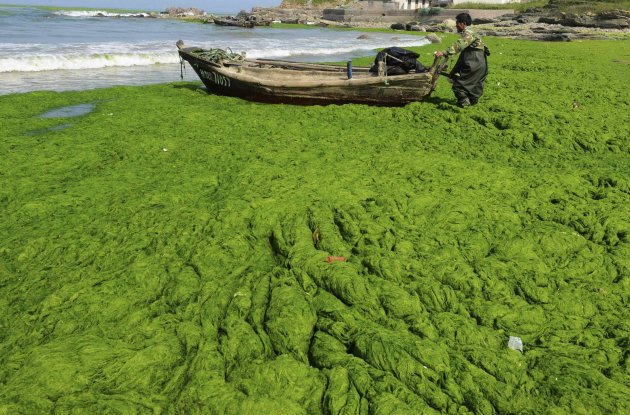 A fisherman pulls his boat across an algae-filled coastline in Qingdao