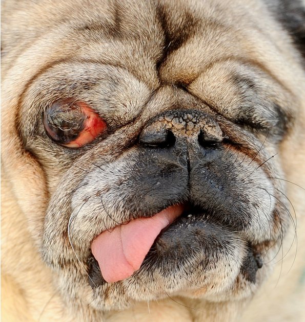 Hercules, a blind one-eyed 15-year-old pug, competes in the 2011 World's Ugliest Dog Contest on Friday, June 24, 2011, in Petaluma, Calif. Held as part of the Sonoma-Marin Fair, the event bestowed a $