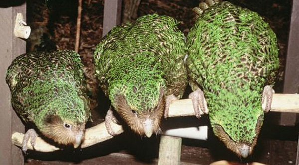 El kakapo, un curioso loro de Nueva Zelanda salvado de la extinción  Parrot-jpg_144732
