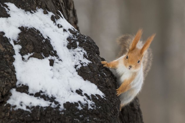 In this photo taken on Monday, Feb. 3, 2014, a squirrel climbs a tree in Moscow's "Neskuchny Sad" park in Moscow, Russia. One by one, the bushy-tailed residents of Moscow’s parks have been disappearing. The problem: Russians have gone nuts for squirrels. City official Alexei Gorelov told the Associated Press on Wednesday that he has received multiple reports of squirrel poaching in local parks. In response, municipal authorities on Jan. 31 ordered bolstered security for all of Moscow’s green areas. (AP Photo/Alexander Zemlianichenko)