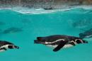 A veterinary team performed autopsies on Humboldt penguins and established drowning as the cause of death