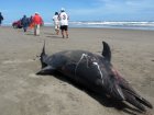 خبر : موت جماعي للدلافين على شواطئ بيرو 143124526-jpg_141852