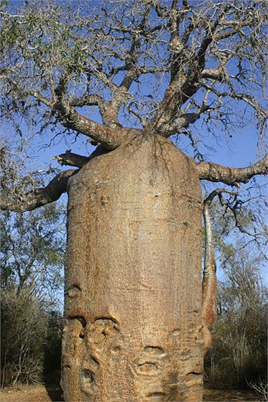 Những chuyện kỳ thú quanh loài cây lớn nhất thế giới