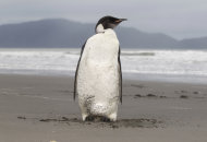 FILE - In this June 21, 2011 file photo, an Emperor penguin is seen on Peka Peka Beach of the Kapiti Coast in New Zealand. New Zealand's favorite penguin visitor has been given a health clearance to be returned to the wild. (AP Photo/New Zealand Herald, Mark Mitchell, File) NEW ZEALAND OUT, AUSTRALIA OUT
