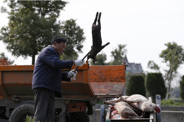 A worker moves a dead pig …