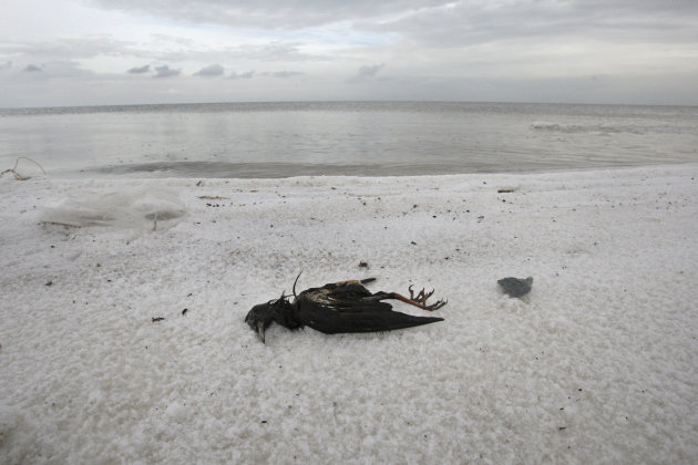 A dead bird lies on the solidified salts of the Oroumieh Lake, on its shore, some 370 miles (600 kilometers) northwest of the capital Tehran, Iran, Saturday, April 30, 2011. (AP Photo/Vahid Salemi)