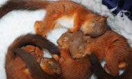 Baby Squirrels Rescued After Nest Disaster