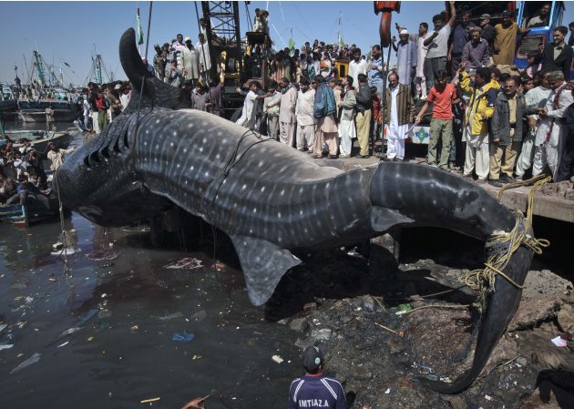 Residents gather as a whale shark is pulled from the water by cranes after it was found dead at Karachi's fish harbor