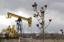Plants are pictured near an oil pump, owned by oil company Rosneft, in Krasnodar region